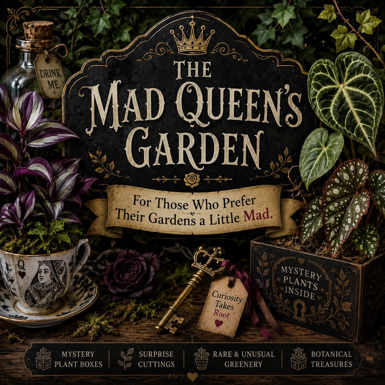 THE MAD QUEEN’S GARDEN
